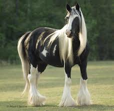 kuda termahal di dunia 4# Gypsy Horse