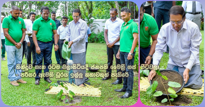 https://www.gossiplankanews.com/2019/10/maithri-tree.html