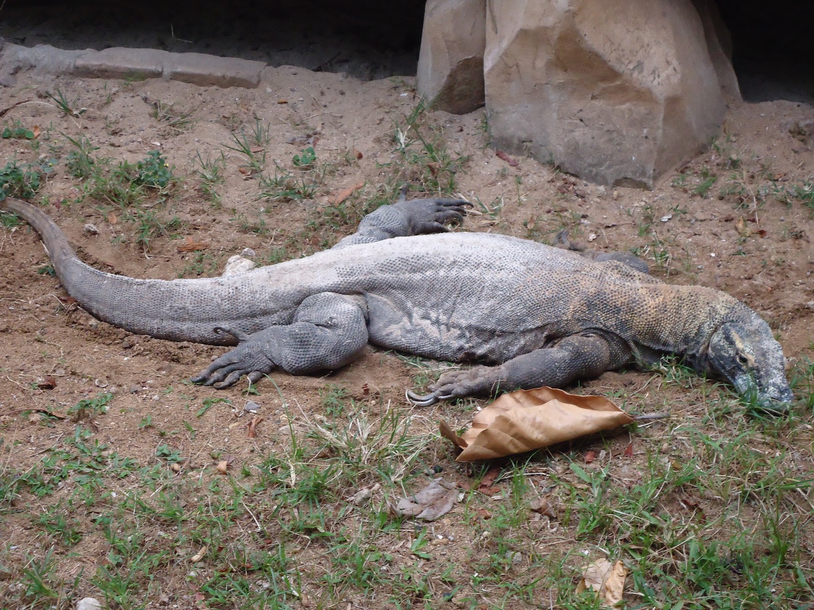 Mengenal Fauna Peralihan  Media Pembelajaran Geografi