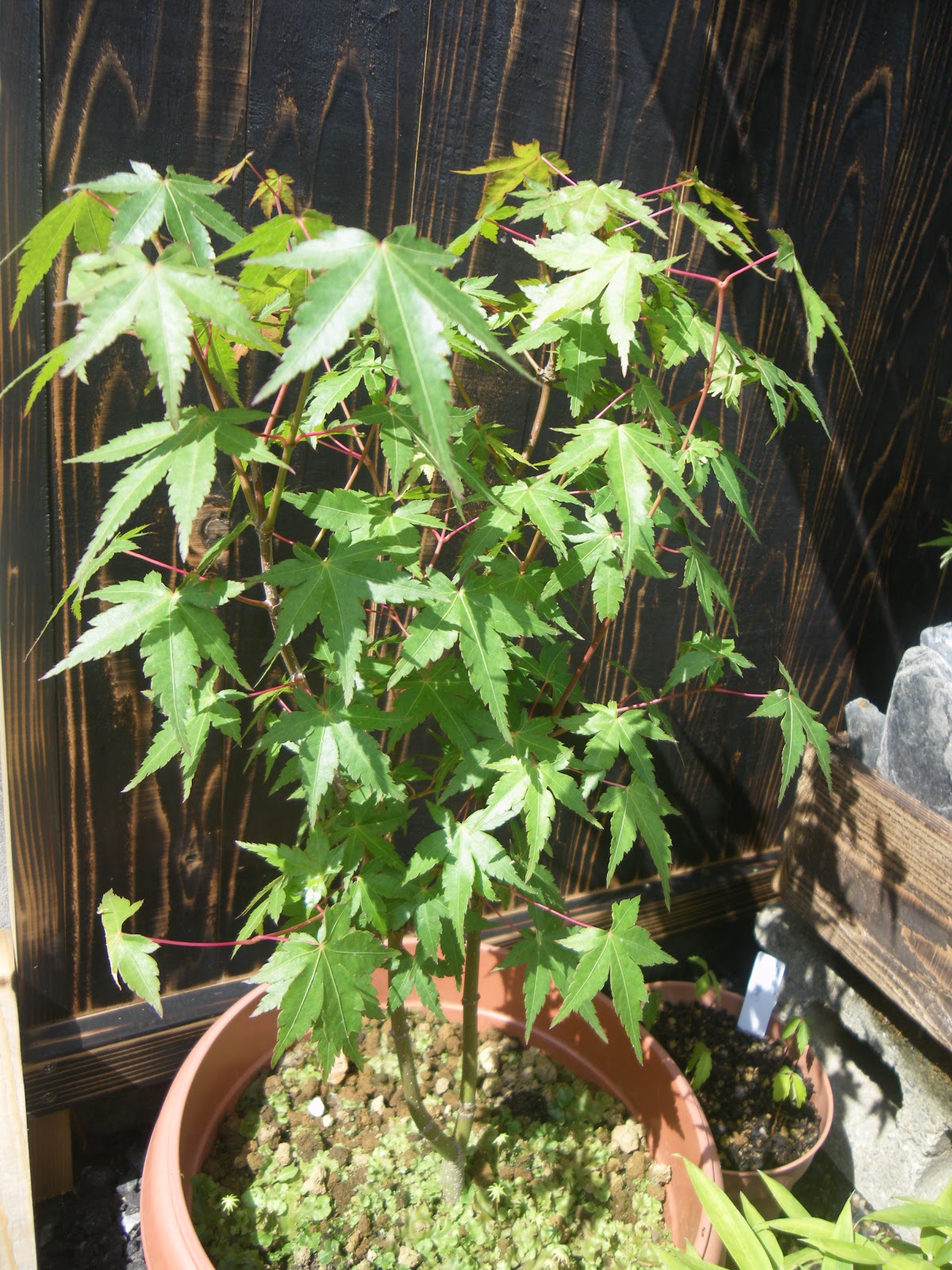 根の剪定 植え替えで根を切る 整理する方法 もみじ編 メダカの大工