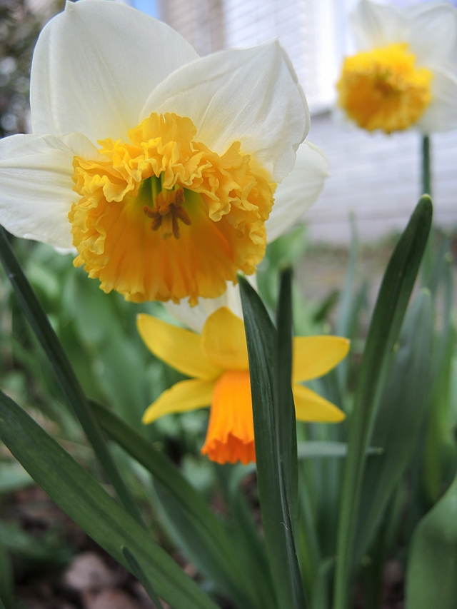 In mijn tuintje: meer lenteblommen!