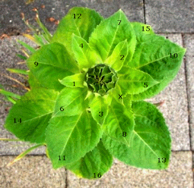 sunflower stalk top view