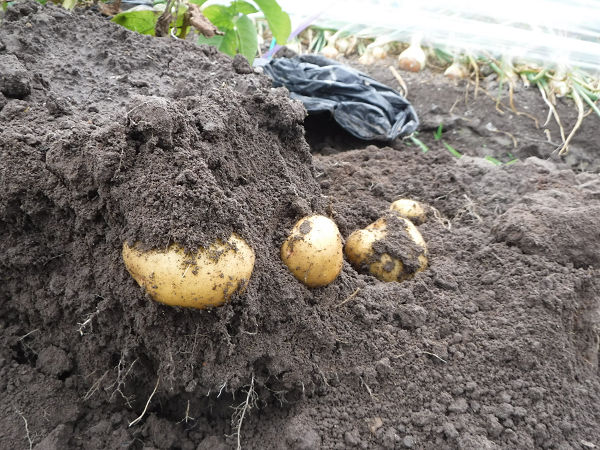 野菜 自給率90 家庭菜園 栽培記録 サトイモ 芽かき移植 ジャガイモなど収穫 6 8