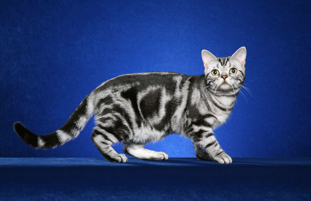 british shorthair silver