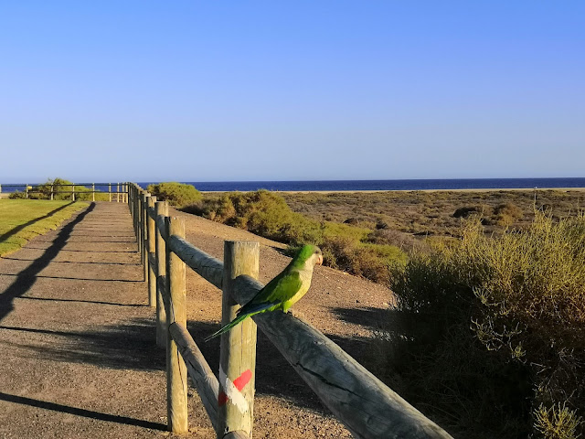 pappagallini morro jable fuerteventura spagna