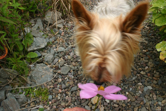 Ziggy Stops to Smell the Cosmos.