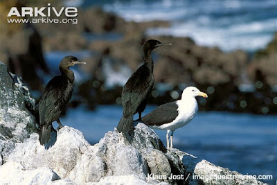 Bank Cormorant with kelp gull