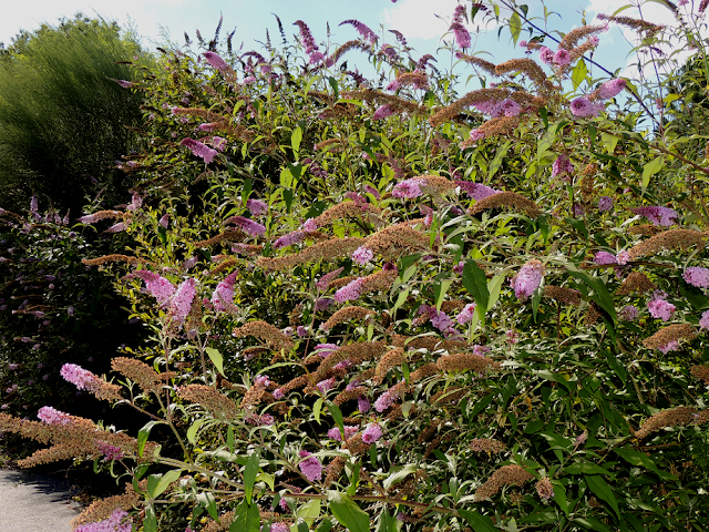 Buddleja davidii Franch.