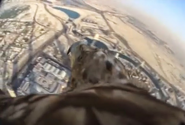 darshan elang imperial pemandangan menakjubkan burj khalifa