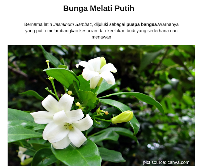 bunga-melati-putih