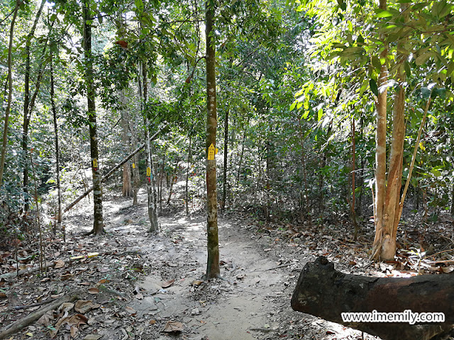 Hiking @ Bukit Putih (Ah Pek Hill Trail)