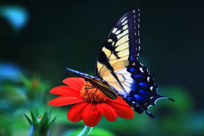 BUTTERFLY HD WALLPAPER 02