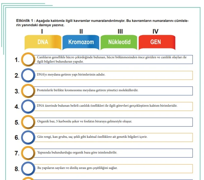 DNA ve Genetik Kod Çalışma Kağıdı