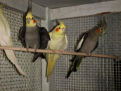 Grey and Lutino Cockatiels