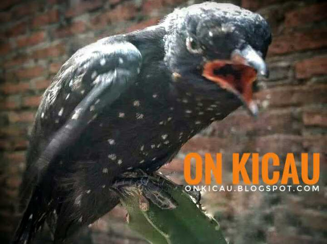 gambar burung kedasih hitam muda