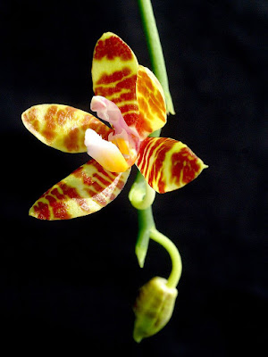 Grow and care Phalaenopsis fasciata orchid - The Striped Flower Phalaenopsis