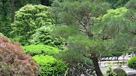 Basics Japanese Garden Plants That Like Shade You Must Look Through