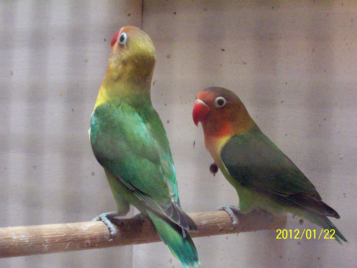 Kenari dan Lovebird Cibaduyut Bandung Jual Burung  kenari 