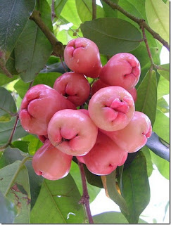 Budidaya Jambu Air ( Eugenia Aquea Burm )