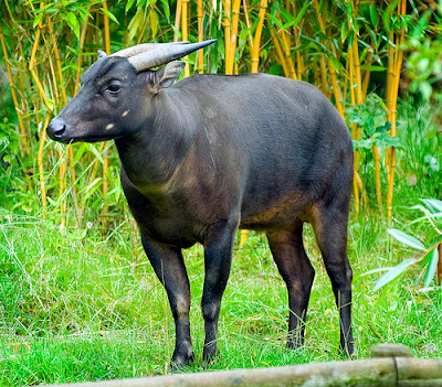 anoa