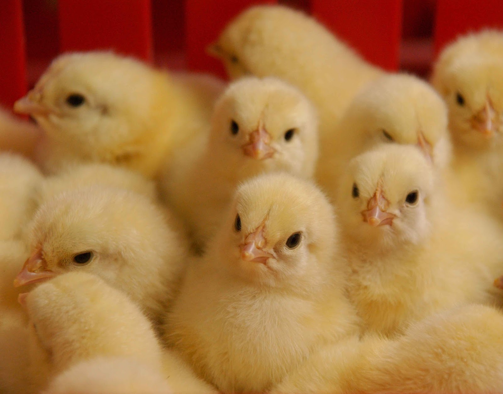 Pertumbuhan yang sangat pesat pada ayam broiler adalah sebesar merupakan kontribusi dari aspek perubahan genetik sedangkan nutrisi pakan hanyalah