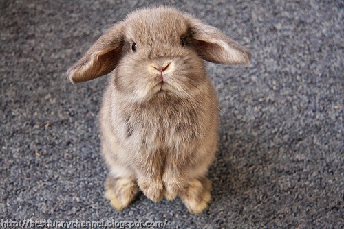 Cute little bunny.
