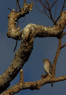 azor azulado Accipiter fasciatus