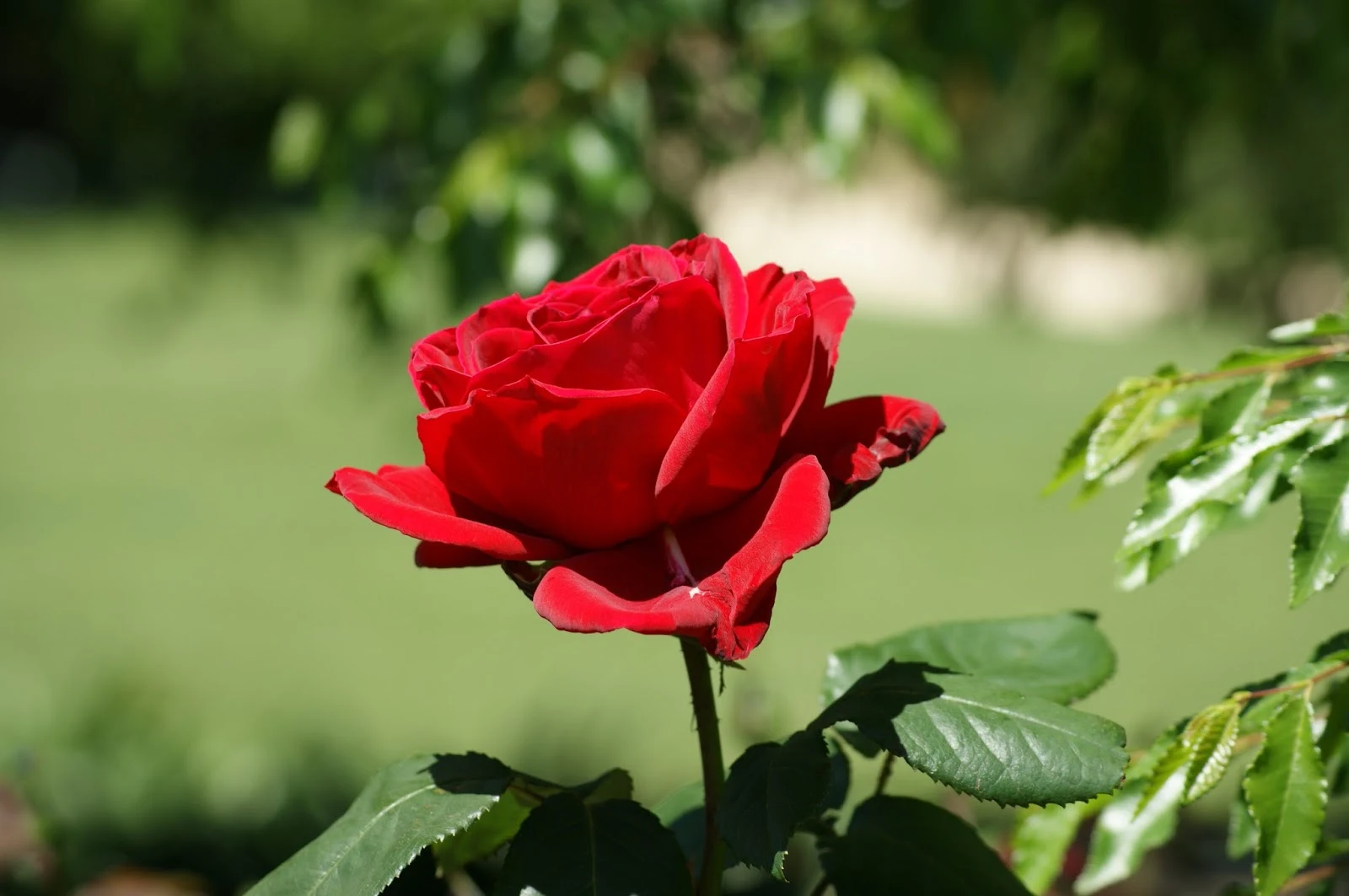 Red Rose Flower Images - Rose Flower Images Download - Different Colors Rose Flower Images Download - rose flower - NeotericIT.com