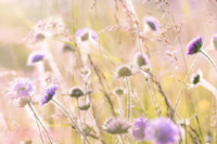 wildflowers-field-flowers-summer