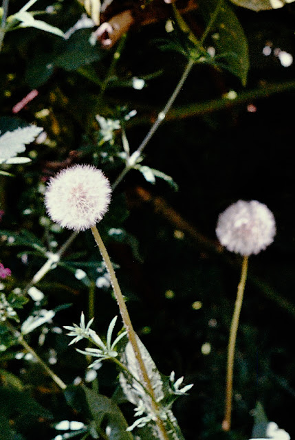 dandelions gone to seed