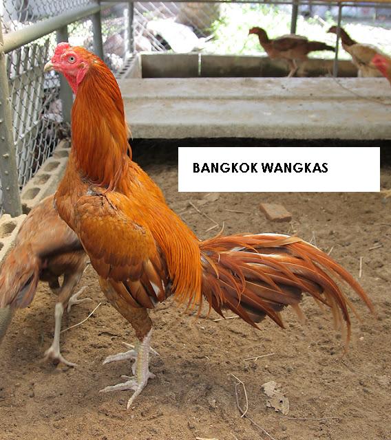 Mengenal warna - warna dasar pada ayam Bangkok - JAWARA ...