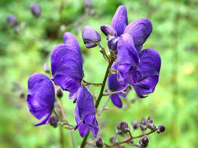 Wolfsbane (Kutukan Serigala)