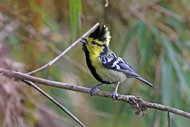 Discovering the Enchanting Yellow-cheeked Tit: A Jewel of the Avian World