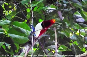 Bird of Paradise watching tour in Manokwari forest