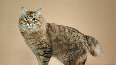 Makanan Kucing American Bobtail