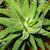 Astounding Benefits of Aloe Vera