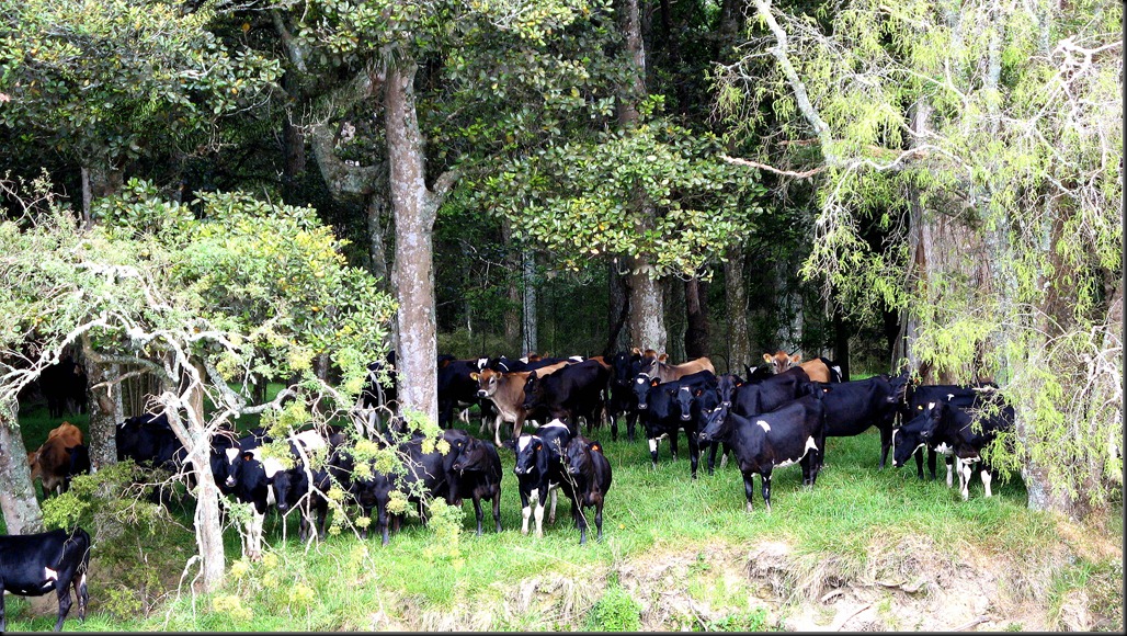 heifers 2010