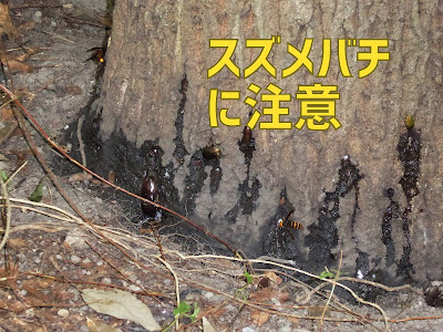 寝屋川公園のスズメバチ