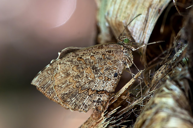 Allotinus drumila the Crenulate Darkie butterfly