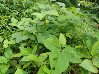 Pokok kekacang