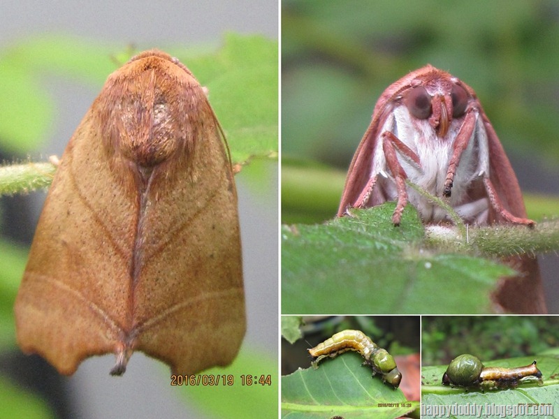 Carea angulata_Nolidae_ulat kepala bagol