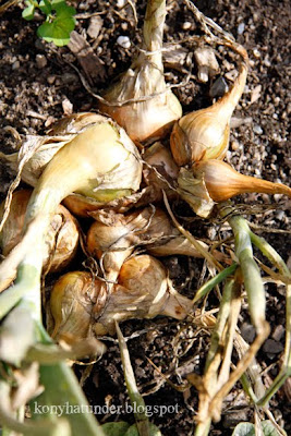 august-in-the-garden-onion