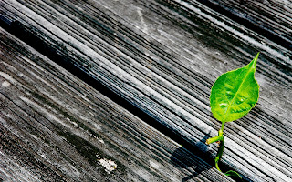 Close up Wood Texture Green Leaf Awesome Simple HD Wallpaper