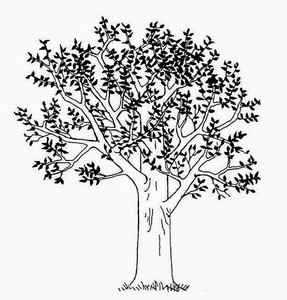 Berbagai Jenis Gambar  Pohon Mangga  Asli  dan Kartun 