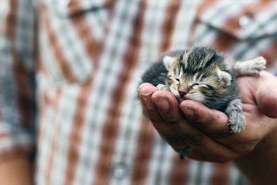 Tiny Adorable Animal Seen On www.coolpicturegallery.us