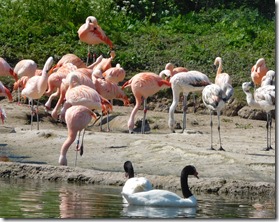 19 chilean flamingos