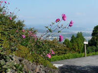 奥の院に上る石段で風に吹かれながら秋明菊