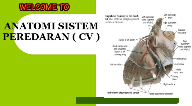 anatomi sistem peredaran