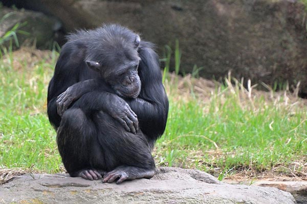 Un chimpancé con la mirada perdida.