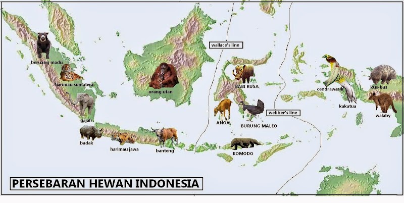 48+ Contoh Hewan Persebaran Fauna Di Indonesia